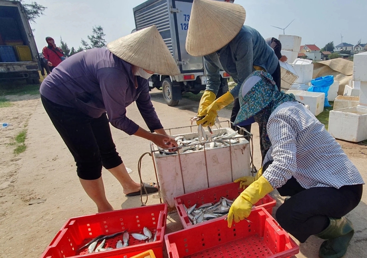 Ngư dân Quảng Bình bội thu 'lộc biển' trong chuyến ra khơi đầu năm- Ảnh 8.