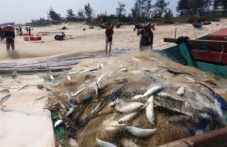 Ngư dân Quảng Bình bội thu 'lộc biển' trong chuyến ra khơi đầu năm- Ảnh 4.