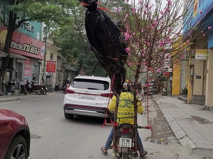 Chở đào quất, cồng kềnh trên phố dịp Tết và nỗi lo mất an toàn giao thông- Ảnh 5.