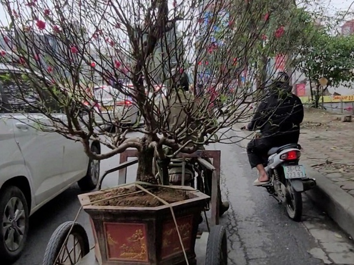 Chở đào quất, cồng kềnh trên phố dịp Tết và nỗi lo mất an toàn giao thông- Ảnh 3.