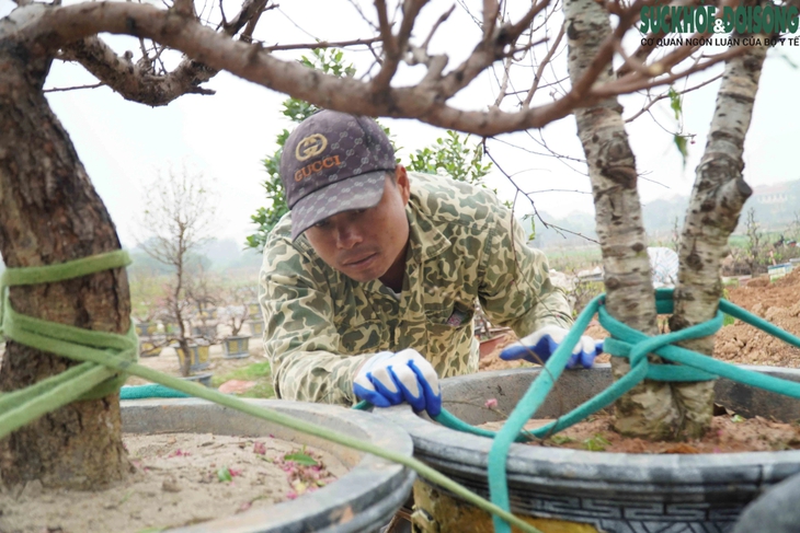 Hàng loạt vườn đào lớn tại Hà Nội tất bật trồng lại cây sau Tết- Ảnh 7. Hàng loạt vườn đào lớn tại Hà Nội tất bật trồng lại cây sau Tết- Ảnh 7.
