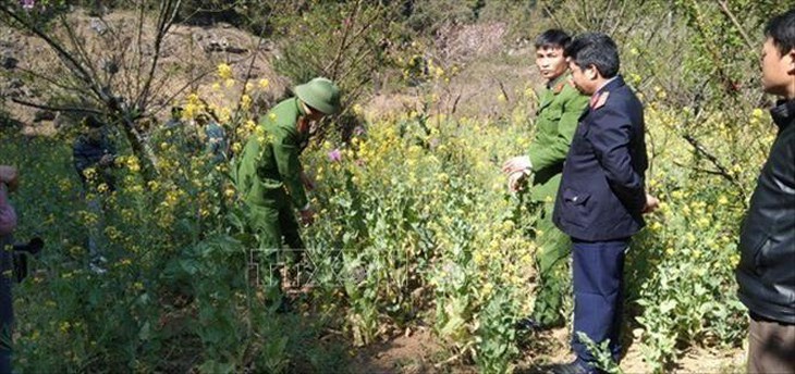 Trồng hàng trăm cây thuốc phiện xen lẫn rau cải để ngụy trang- Ảnh 1.