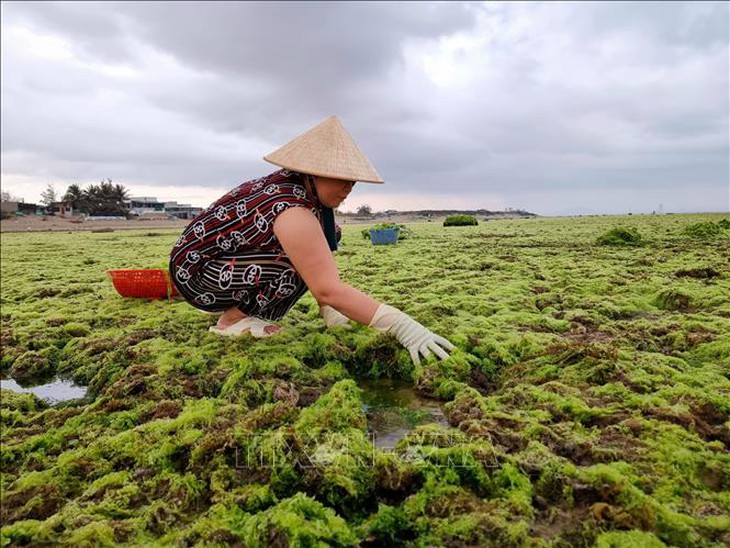 Ngư dân Ninh Thuận được mùa khai thác rong biển- Ảnh 1.
