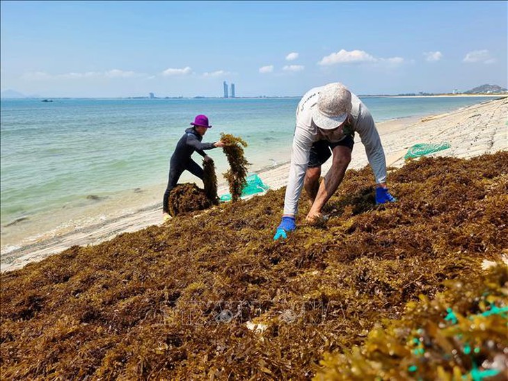 Ngư dân Ninh Thuận được mùa khai thác rong biển- Ảnh 2.