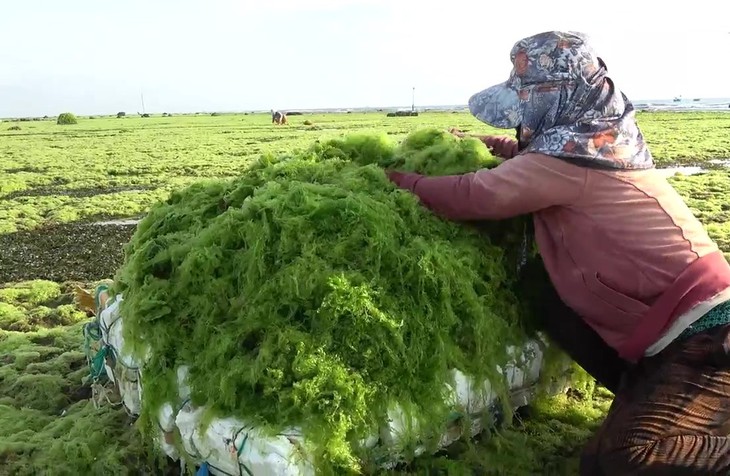 Mùa vớt 'lộc biển' ở Ninh Thuận- Ảnh 3.