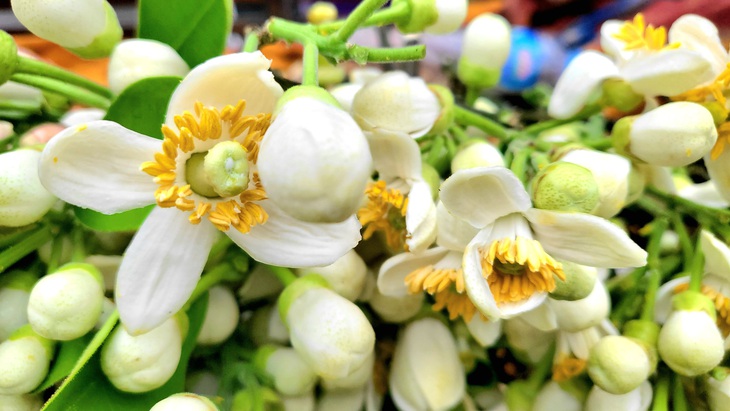Mùa hoa bưởi về, tiểu thương 'bỏ túi' tiền triệu mỗi ngày nhờ bán hoa - Ảnh 6.