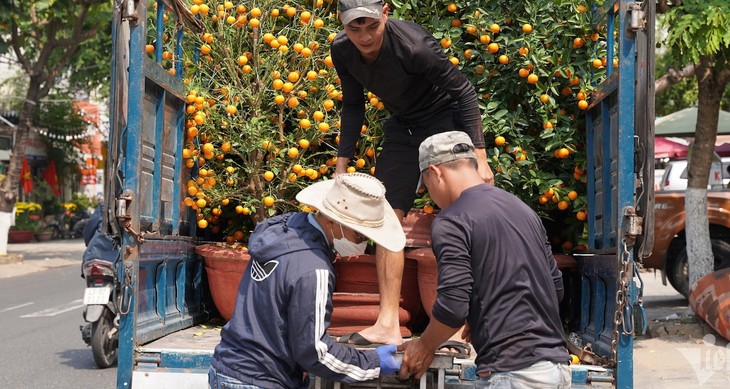 Mua 'xác' quất sau Tết, kiếm tiền triệu mỗi ngày- Ảnh 1.