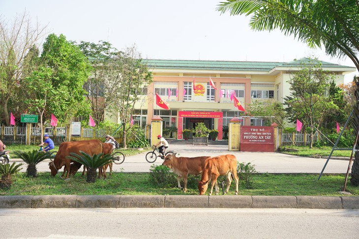 Bò thả rông nghênh ngang trước cổng UBND phường, dân bức xúc- Ảnh 1.