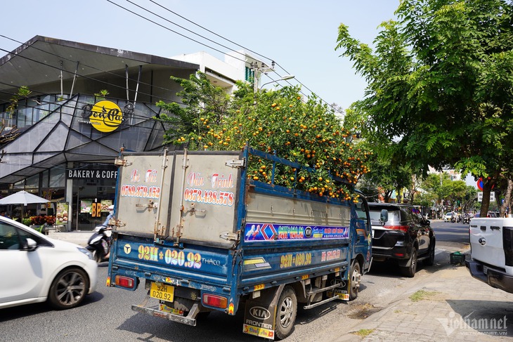 Mua 'xác' quất sau Tết, kiếm tiền triệu mỗi ngày- Ảnh 2.