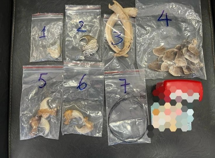 Giấu vuốt hổ, vảy tê tê ở gốc cây nhưng vẫn bị bắt- Ảnh 1.