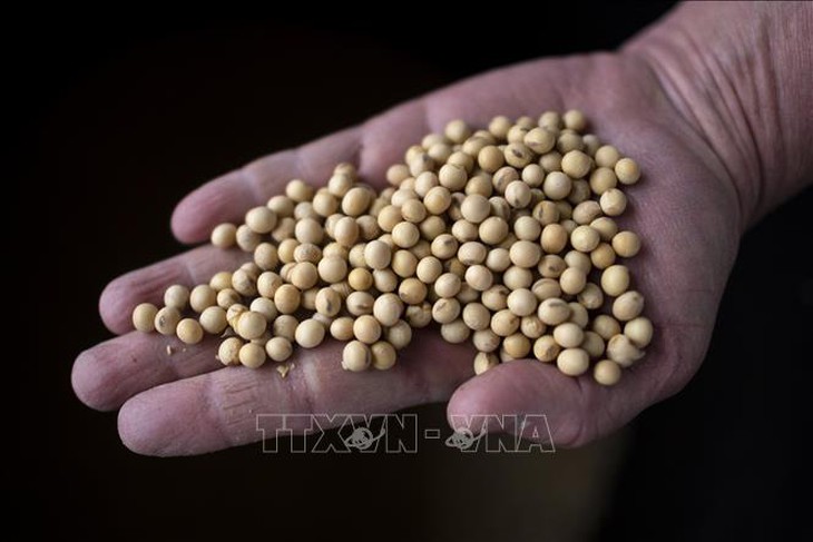 Thị trường nông sản: Giá lúa và gạo xuất khẩu đều giảm- Ảnh 2.