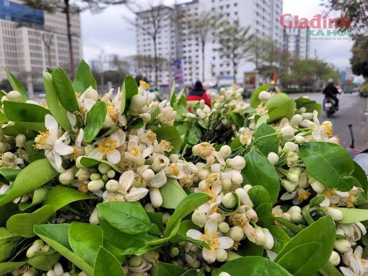Hoa Bưởi đầu mùa ở Hà Nội thơm ngát phố bán nửa triệu đồng/kg vẫn đắt hàng- Ảnh 2. Hoa Bưởi đầu mùa ở Hà Nội thơm ngát phố bán nửa triệu đồng/kg vẫn đắt hàng- Ảnh 2.