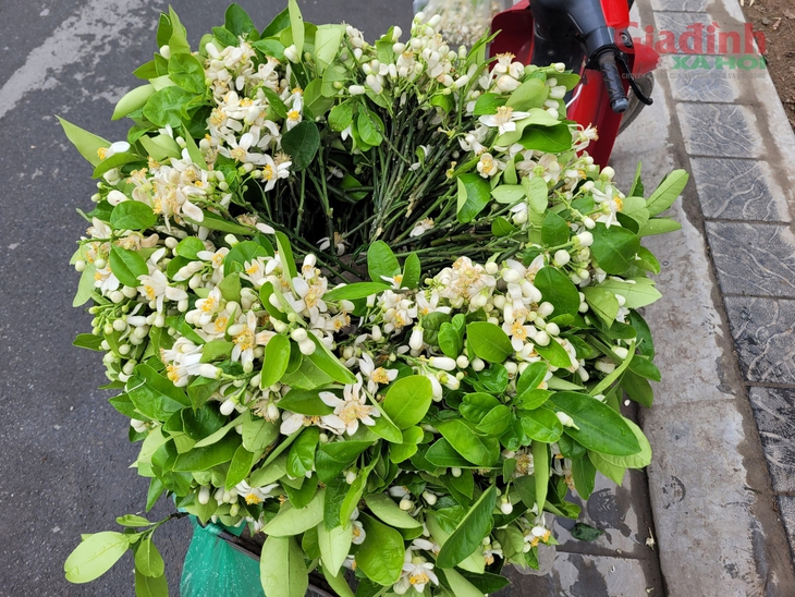 Hoa Bưởi đầu mùa ở Hà Nội thơm ngát phố bán nửa triệu đồng/kg vẫn đắt hàng- Ảnh 3. Hoa Bưởi đầu mùa ở Hà Nội thơm ngát phố bán nửa triệu đồng/kg vẫn đắt hàng- Ảnh 3.