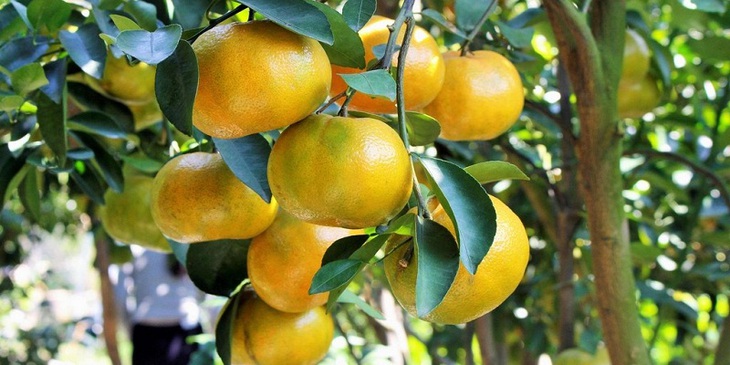 5 loại trái cây mùa xuân tốt nhất- Ảnh 1.