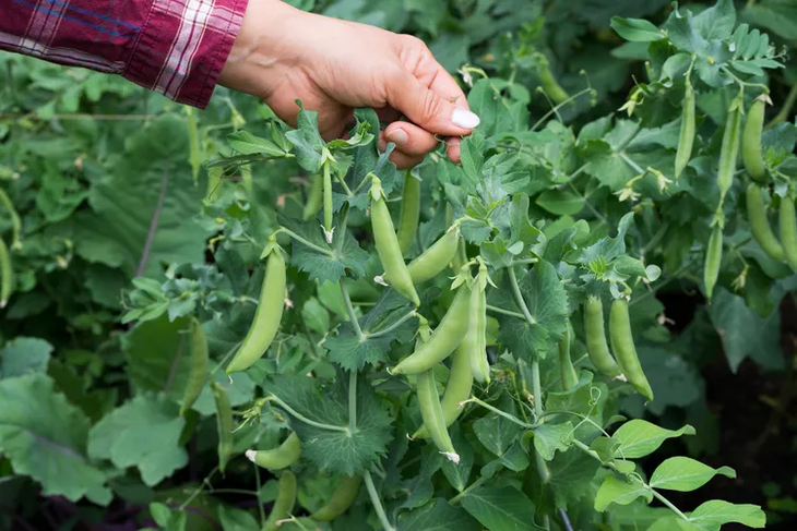 10 thực phẩm mùa xuân tốt cho sức khỏe- Ảnh 4.