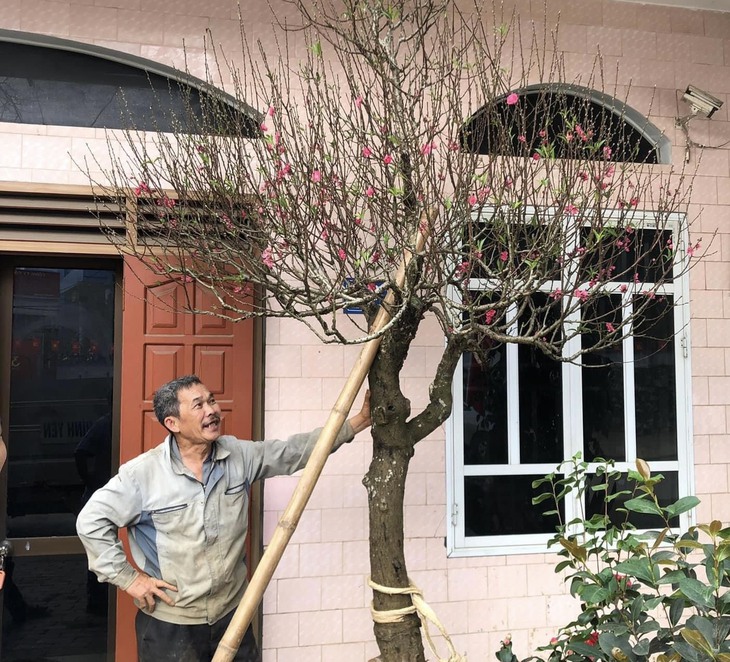 Hoa đào nở 'không phanh' trong thời tiết nồm ẩm, người dân tìm cách hãm hoa- Ảnh 3.