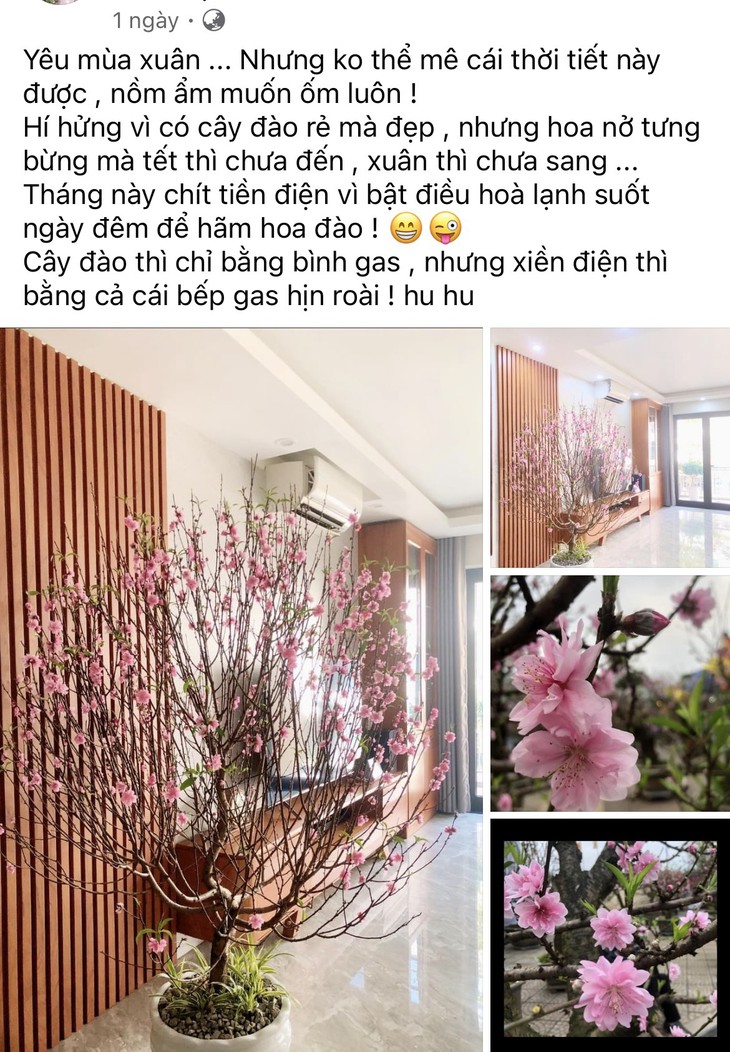Hoa đào nở 'không phanh' trong thời tiết nồm ẩm, người dân tìm cách hãm hoa- Ảnh 2.