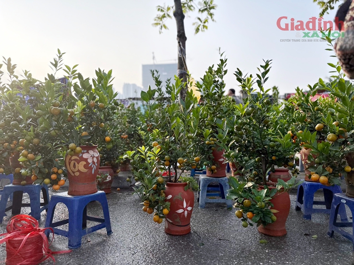 Quất cảnh mini bất ngờ đắt khách ngày cận Tết Nguyên đán dù giá đắt đỏ- Ảnh 1.