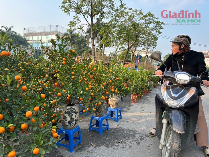 Quất cảnh mini bất ngờ đắt khách ngày cận Tết Nguyên đán dù giá đắt đỏ- Ảnh 2.