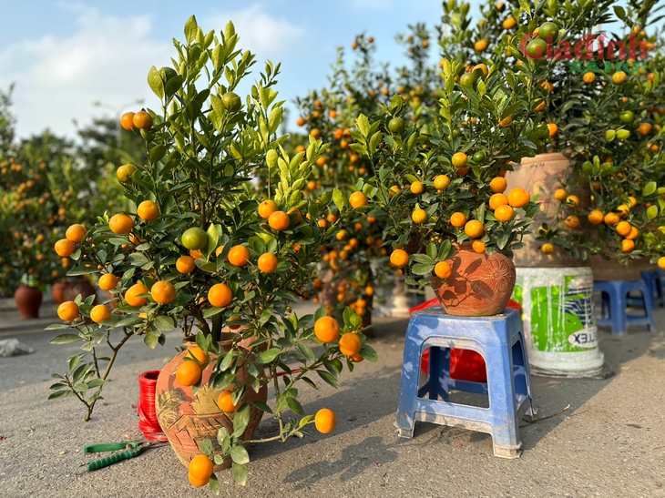 Quất cảnh mini bất ngờ đắt khách ngày cận Tết Nguyên đán dù giá đắt đỏ- Ảnh 4.