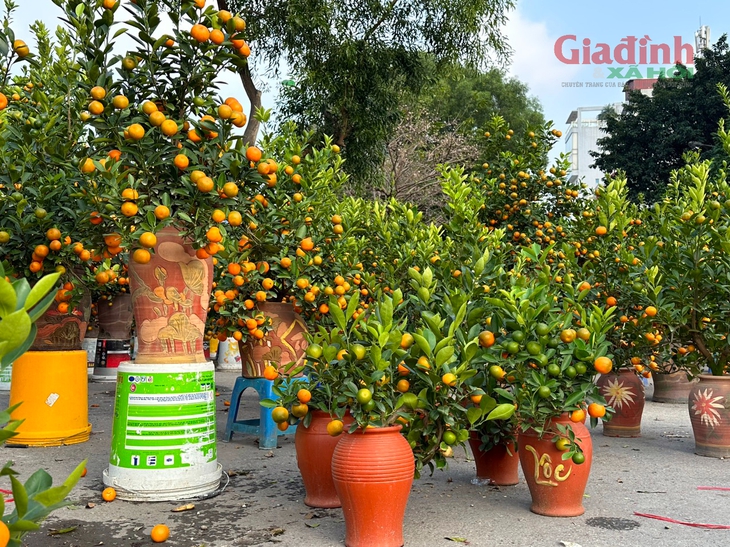 Quất cảnh mini bất ngờ đắt khách ngày cận Tết Nguyên đán dù giá đắt đỏ- Ảnh 5.
