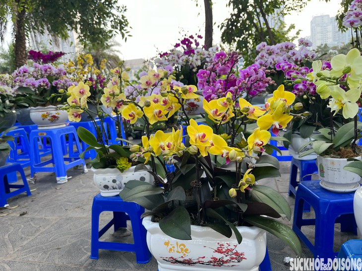 Hoa Lan giá bình dân 'xuống phố' ngày sát Tết- Ảnh 2.