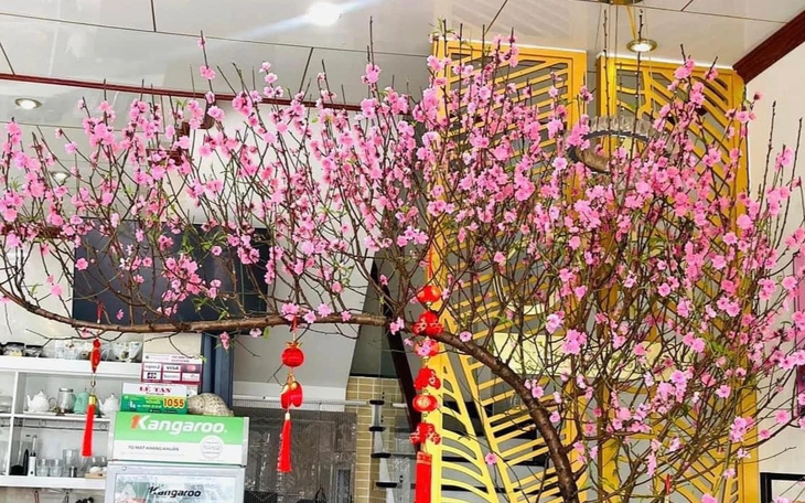 Cách hãm hoa đào nở sớm trong thời tiết nồm ẩm
