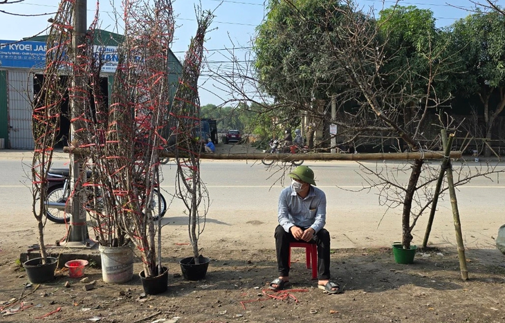 Cận Tết, tiểu thương như ngồi trên "bếp lửa" khi đào quất ế ẩm
- Ảnh 10.