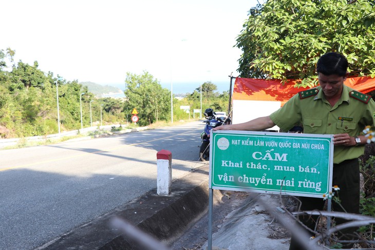 Ngày đêm canh kẻ trộm mai rừng về chơi Tết- Ảnh 2.