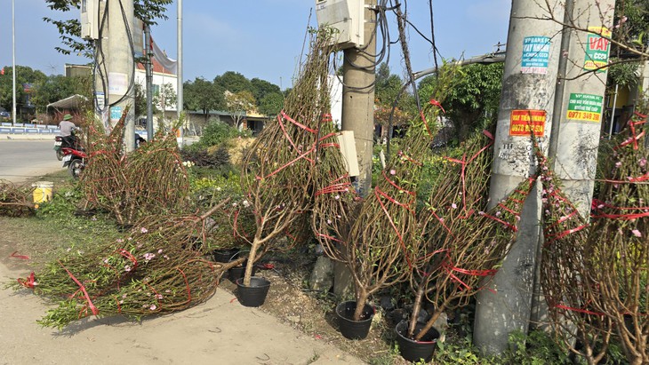 Cận Tết, tiểu thương như ngồi trên "bếp lửa" khi đào quất ế ẩm
- Ảnh 13.