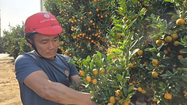 Cận Tết, tiểu thương như ngồi trên "bếp lửa" khi đào quất ế ẩm
- Ảnh 11.
