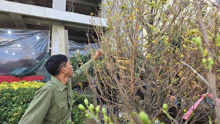 Cận Tết, tiểu thương như ngồi trên "bếp lửa" khi đào quất ế ẩm
- Ảnh 6.