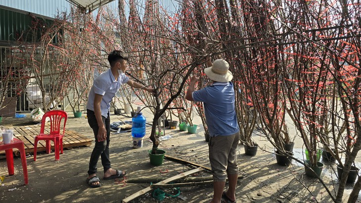 Cận Tết, tiểu thương như ngồi trên "bếp lửa" khi đào quất ế ẩm
- Ảnh 2.
