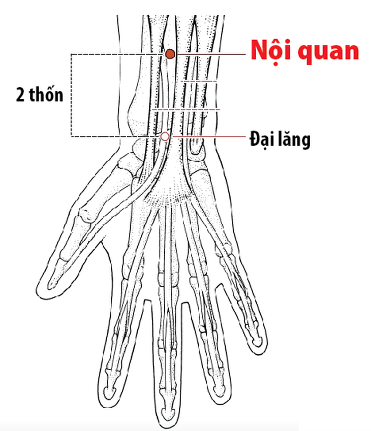 Day bấm huyệt giúp giảm say rượu- Ảnh 3. Day bấm huyệt giúp giảm say rượu- Ảnh 3.