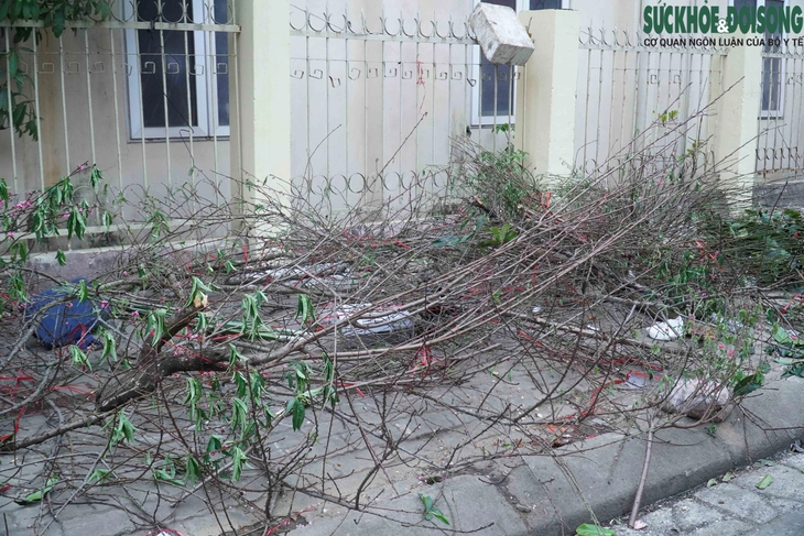 Cành đào vứt ngổn ngang, người dân tranh thủ chọn đào miễn phí về chơi Tết.- Ảnh 6.