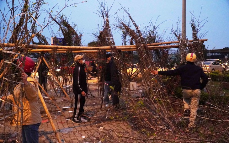 Cành đào vứt ngổn ngang, người dân tranh thủ chọn đào miễn phí về chơi Tết