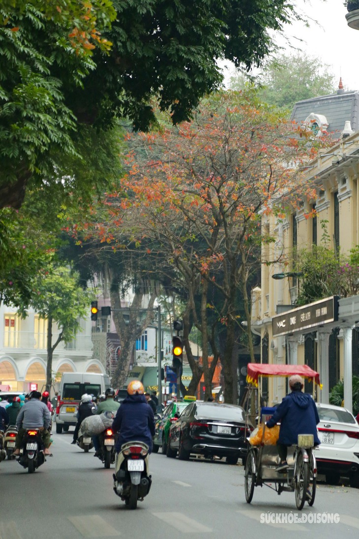 Hà Nội đẹp dịu dàng mùa lá đỏ- Ảnh 1. Hà Nội đẹp dịu dàng mùa lá đỏ- Ảnh 1.