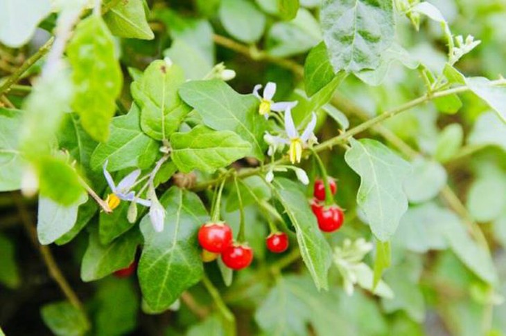 Món ăn bài thuốc bổ gan từ 3 loại thuốc nam dễ kiếm- Ảnh 5.