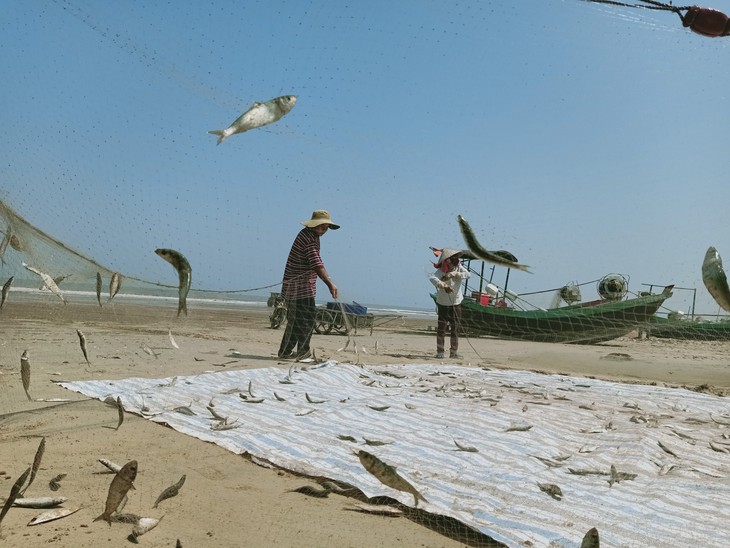 Ngư dân Hà Tĩnh trúng đậm cá trích- Ảnh 1.