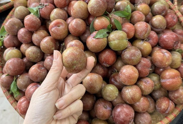 Mận trái mùa 'giá chát' nhưng vẫn hấp dẫn chị em- Ảnh 3.