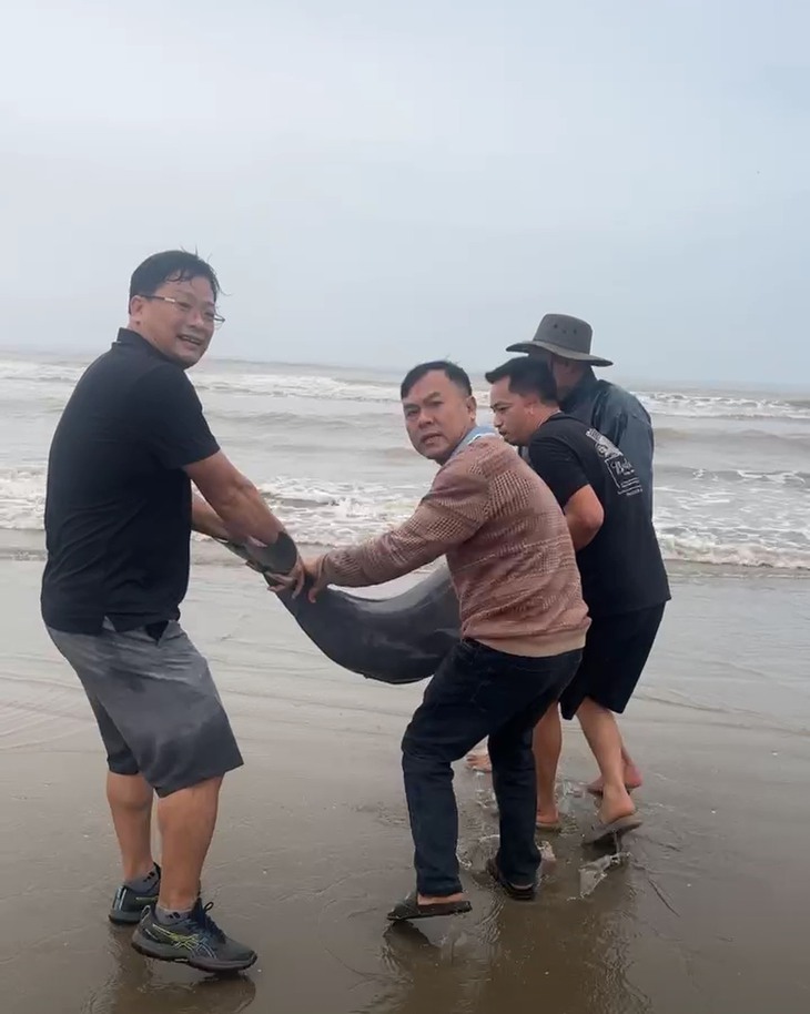 Hàng trăm người dân góp tiền mua 18 con cá heo thả về tự nhiên- Ảnh 3.