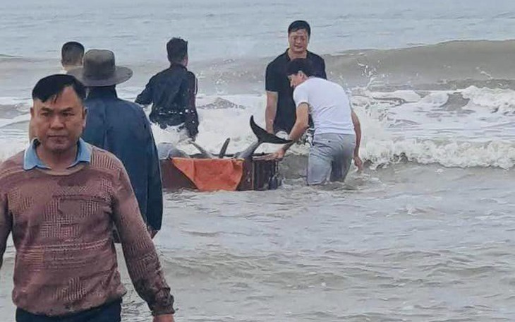 Hành động đầy tính nhân văn của người dân bỏ tiền mua cá heo thả về biển