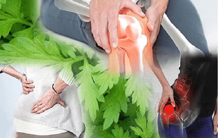 Khám phá tác dụng ít biết của cứu ngải- Ảnh 3. Khám phá tác dụng ít biết của cứu ngải- Ảnh 3.