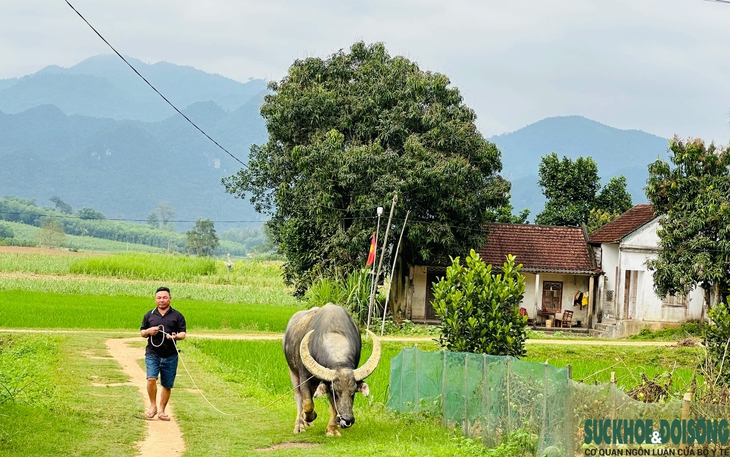 Công phu nghề săn trâu chiến- Ảnh 1.