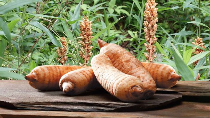 5 bài thuốc chữa bệnh từ thiên ma- Ảnh 2. 5 bài thuốc chữa bệnh từ thiên ma- Ảnh 2.