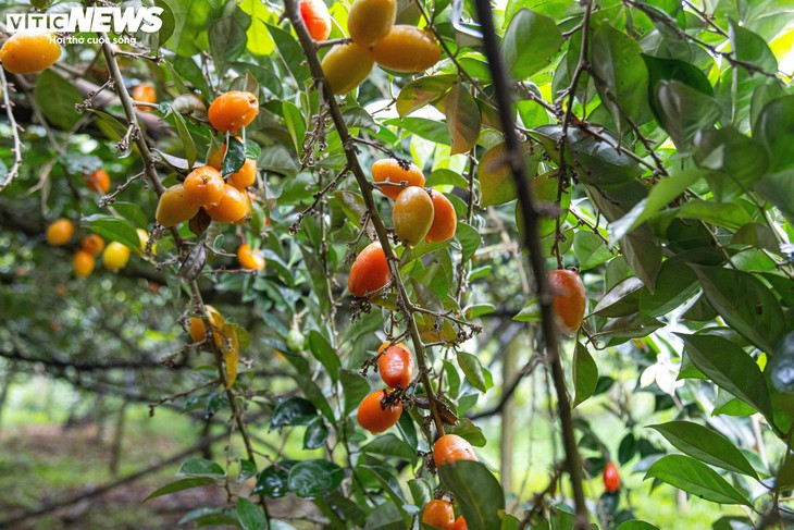 'Thủ phủ' nhót ở Hà Nội mất mùa, giá tăng dựng đứng- Ảnh 1.