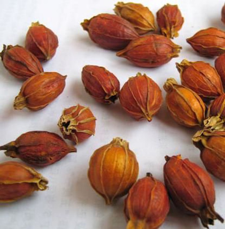 Quả dành dành chữa bệnh gì?- Ảnh 3.