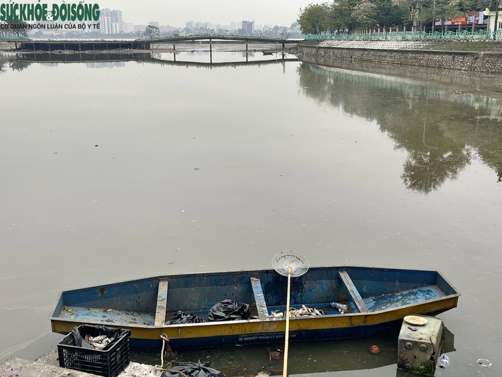 Cá chết ở hồ Thuỷ Sứ, Tây Hồ: Lãnh đạo phường nói gì?- Ảnh 2.