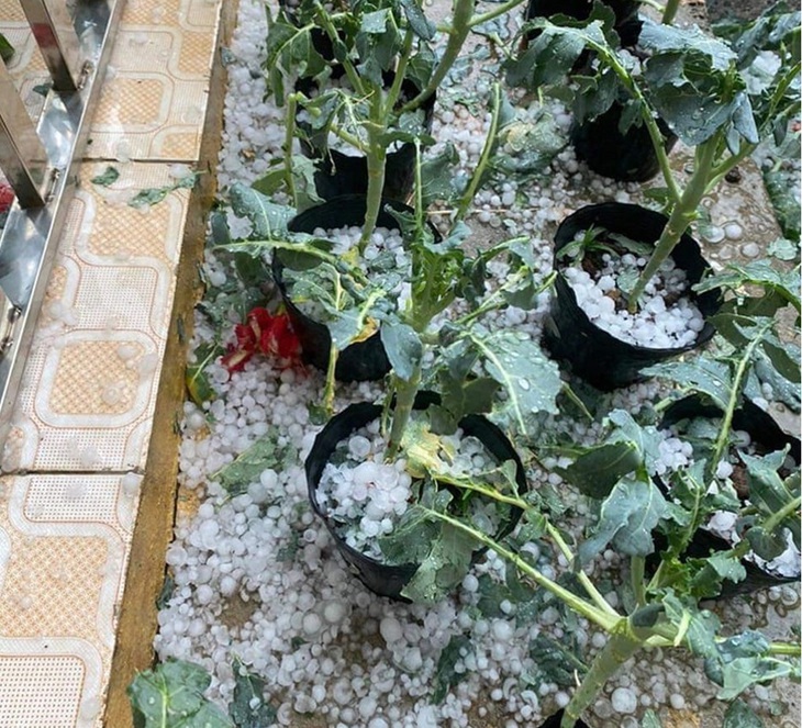 Mưa đá xối xả, dày đặc ở Mù Cang Chải (Yên Bái)- Ảnh 3.