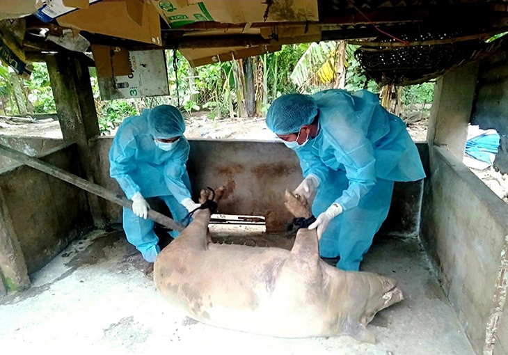 Đề xuất tạm ngưng việc công bố hợp quy thuốc thú y- Ảnh 2.